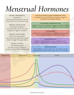 Cycle Syncing Guides (handout bundle) — Functional Health Research + Resources — Made Whole Nutrition Flo Living, Cycle Tracking, Ovulation Cycle, Follicle Stimulating Hormone, Functional Health, Motivasi Diet, Hormonal Health, Cervical Mucus, Cycle Syncing