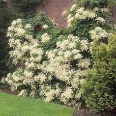 white flowers are growing on the side of a brick wall in front of some bushes