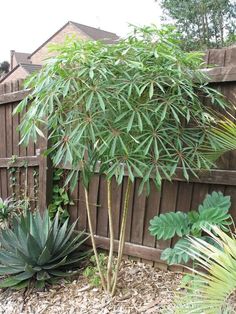 a bamboo tree in a garden next to a fence