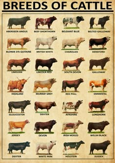 the breeds of cattle are shown in this poster, which shows their colors and sizes