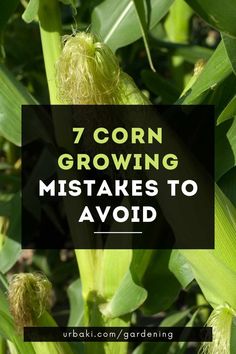 corn growing with the words 7 corn growing mistakes to avoid