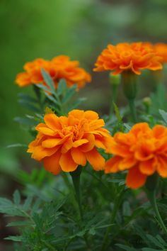 orange flowers with green leaves in the background