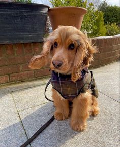 a brown dog wearing a plaid bandana sitting on the ground next to a potted plant