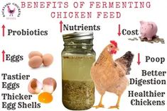 the benefits of fermenting chicken feed are shown in this graphic above it's description