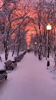 snow covered park benches and street lights at dusk in the distance, with trees lining both sides