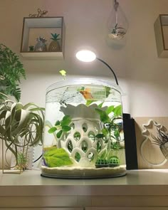 an aquarium with plants and other things in it on a shelf above a counter top