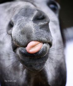 a close up of a horse's nose with it's tongue sticking out