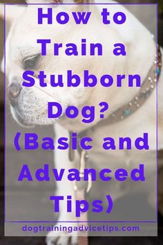 a dog with the words how to train a stubborn dog? basic and advanced tips