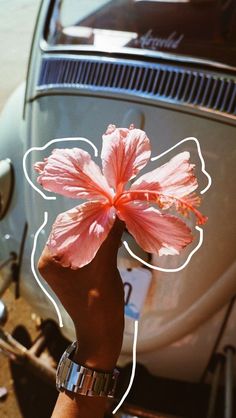 a person holding up a pink flower in front of a car