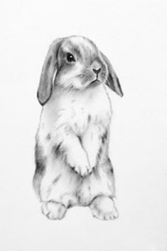 a black and white drawing of a rabbit sitting on its hind legs with it's front paws crossed