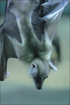 a close up of a bat flying in the air