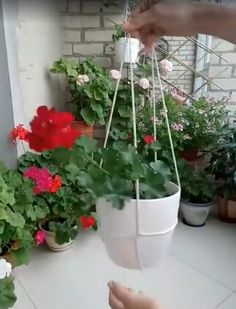 a person holding up a potted plant in front of some flowers