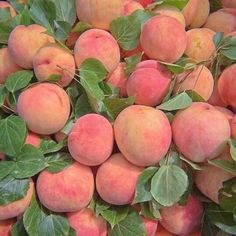 a pile of peaches with green leaves on the top and bottom, ready to be picked