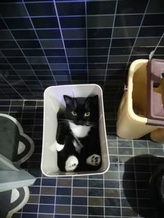 a black and white cat sitting in a litter box