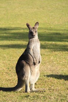 a kangaroo standing on its hind legs in the grass