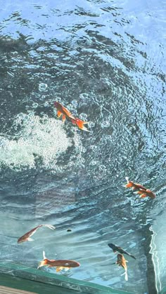 several fish swimming in an aquarium with clear water