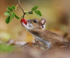 a mouse is eating an apple on the ground with its paws in it's mouth