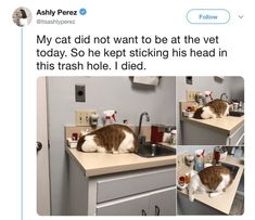 a cat is sitting on top of a sink in the kitchen, and it looks like he's trying to wash his face