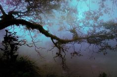 a tree branch with moss growing on it in the middle of foggy forest area