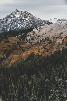 the mountains are covered with snow and trees in the foreground is an evergreen forest