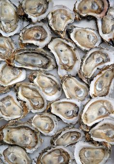 fresh oysters on the half shell ready to eat