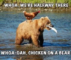 there is a bear and chicken in the water