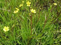 some yellow flowers are growing in the grass