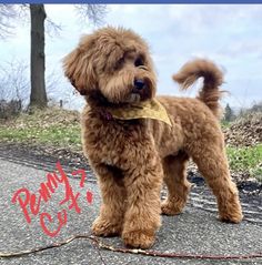 a small brown dog standing on top of a sidewalk