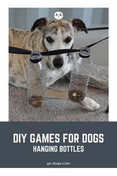 a dog sitting on the floor with three water bottles attached to it's neck