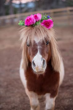 a brown and white horse with pink flowers on it's head