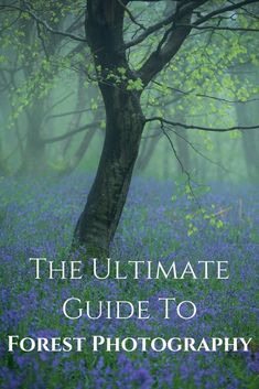 the ultimate guide to forest photography with bluebells and trees in the foreground