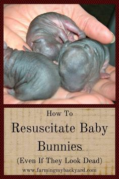 two baby bunnies are being held in their mother's hands with the caption how to resuscitate baby bunnies even if they look dead