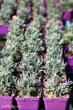 lavender plants are in purple plastic containers on display