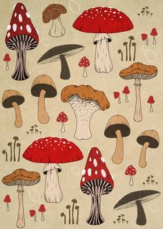 an image of many different mushrooms on the ground