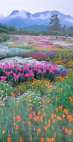 a field full of colorful flowers with mountains in the backgrounnd and clouds