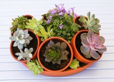 several potted succulents are arranged in the shape of a circle on a table