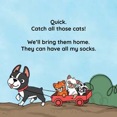 a cartoon dog pulling three cats in a toy car with the caption'quick, catch all those cats we'll bring them home they can have all my socks