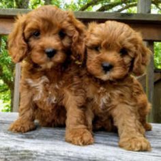 two small brown dogs sitting on top of a wooden bench