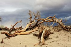 driftwood in the sand on a cloudy day