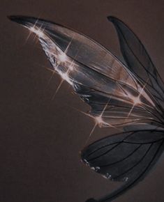 a black and white photo of a butterfly wing