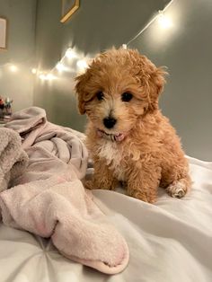 a small brown dog sitting on top of a bed next to a pile of blankets