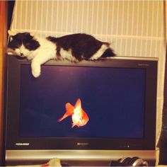 a black and white cat laying on top of a television