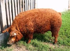 a large brown animal standing next to a wooden fence on top of grass covered ground