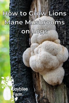 a stuffed animal hanging from the side of a tree trunk with text overlay how to grow lions mane mushrooms on logs