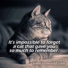 a cat sitting on top of a bed next to a quote that reads, it's impossible to forget a cat that gave you so much to remember