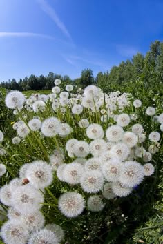 a field full of white dandelions under a blue sky