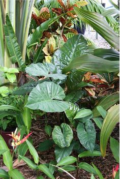 some green plants are growing in the dirt