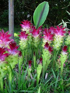 some pink and green flowers in the grass