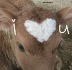 a cow with a heart drawn on it's face and the word i love u written in white