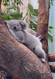 a koala bear sleeping on top of a tree branch